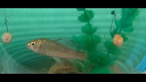 РЫБОЛОВНАЯ НАСАДКА.Арома для рыбалки. КАРАСЬ В ШОКЕ! Убийца карася .