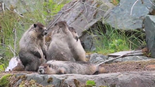 Relax ?| music? | sleep? | Лучшая музыка для релакса! смотреть онлайн