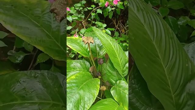 #shorts #Tacca chantrieri # Bat Flower