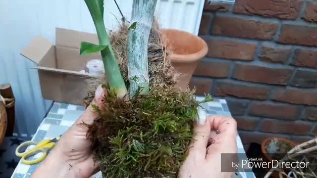 Как посадить ОРХИДЕЮ на блок и чем лучше её закрепить ☺