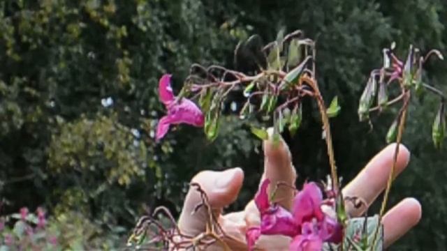 Nikon S1 slo-mo test, just for fun смотреть онлайн