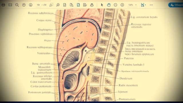 Анатомия с АВ. Брюшина (peritoneum), топография брюшины в брюшной полости.