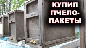 купил пчелопакеты.