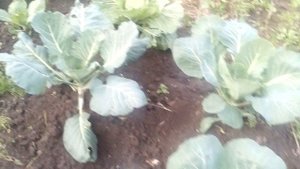 Капуста Надежда - отлично растет. 21.08