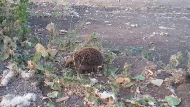 Знакомьтесь: Ежик - мой новый друг смотреть онлайн