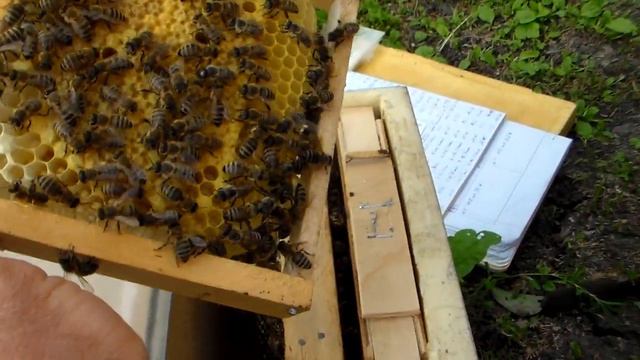 Матки ИО карника. Контроль и учет. Как читать наши паспорта на маток. смотреть онлайн