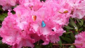 Рододендрон гибридный Док (rododendron-gibridnyy-dok) 🌿 обзор: как сажать, саженцы рододендроны Док