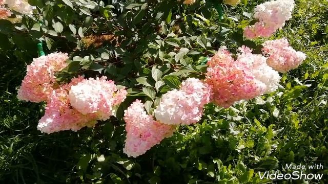 ЦВЕТЫ НА ДАЧЕ - обзор на 26 августа./Будлея и бабочки! Гладиолусы. Метельчатые гортензии. смотреть онлайн