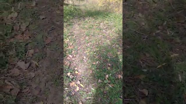 Там мёртвая собака? смотреть онлайн