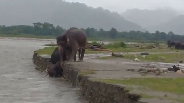 В Индии слоны помогли маленькому детенышу выбраться из реки смотреть онлайн