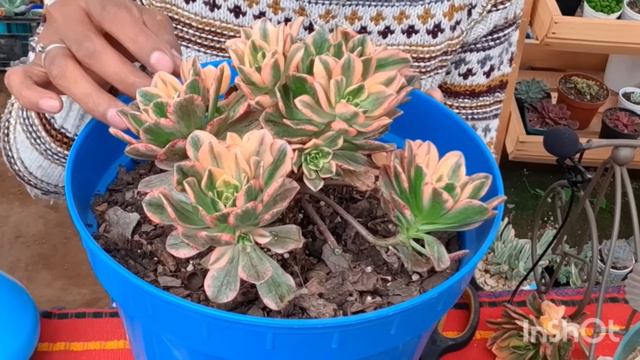 Decapite a mis suculentas más hermosas 🥺#reproduccion de suculentas смотреть онлайн