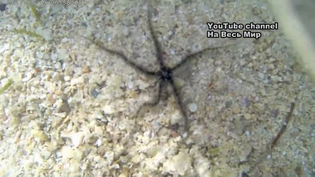 Морская Звезда. Сколопендрина смотреть онлайн