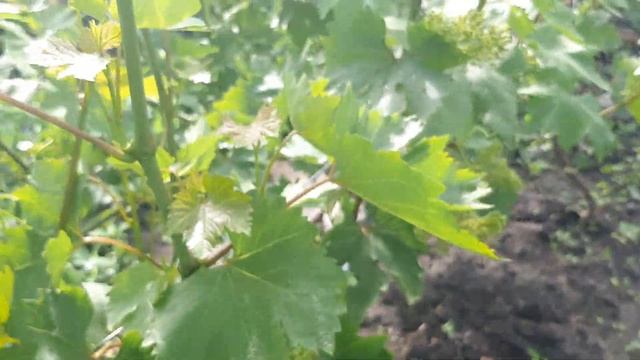 Цветение винограда 2020г. смотреть онлайн