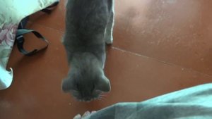 Приручить дикую кошку. Можно считать - получилось!