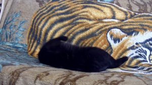 Кошка "загуляла"