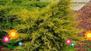 Можжевельник китайский Куривао голд. Краткий обзор, описание juniperus chinensis Kuriwao Gold