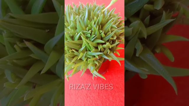 Beautiful Bergeranthus Plant / RIZA'Z VIBES /#short