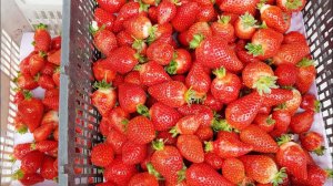 // ЧТО ПРОИЗОШЛО С КЛУБНИКОЙ //