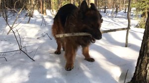 Зимой в лесу