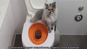 Почему кошка ходит мимо лотка: основные причины и что делать