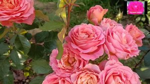 РОЗА ВИВЬЕН ВЕСТВУД. Обзор. Начинающим