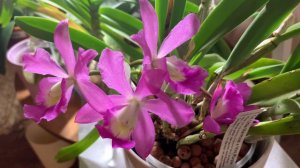 卡特兰走路人杂交种 Cattleya walkeriana Hybrid