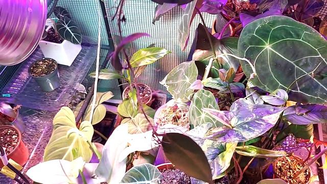 Indoor Greenhouse Tour and Comparison смотреть онлайн