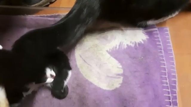 кошка родила котят на работе у моей мамы ? смотреть онлайн