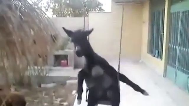 Осёл на качелях Качается под песню доля
