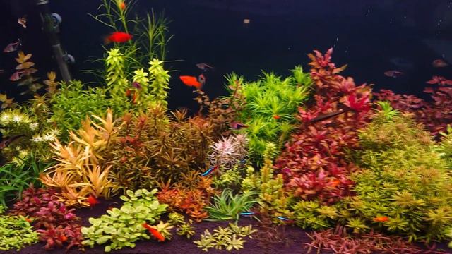 Akwarystyka 096. - Słowo o nawożeniu i roślinkach jako indykatorach смотреть онлайн