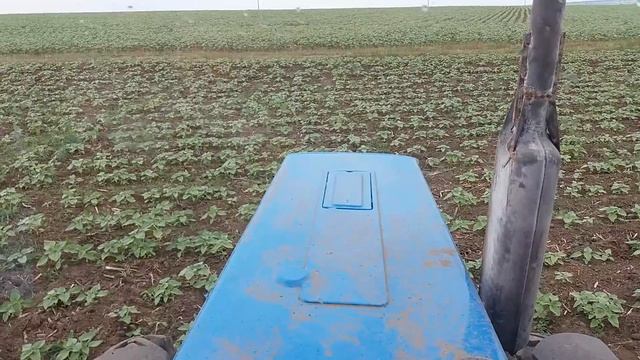 Трактор МТЗ 82.1 с прополочным культиватором КРН 5.6 прополка поссолнечника