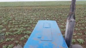 Трактор МТЗ 82.1 с прополочным культиватором КРН 5.6 прополка поссолнечника