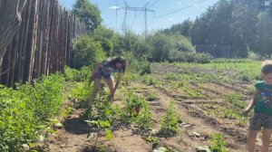 Трава Лебеда. Полезные свойства, применение и противопоказания.