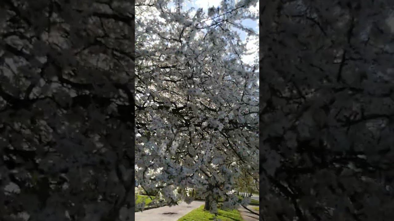 Цветущее дерево у школы 23 апреля 2023 смотреть онлайн