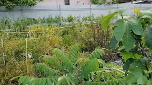 Сумах оленерогий. Обзор моих саженцев.