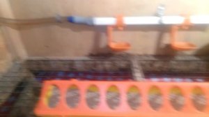 Проверяем цыплят петух или курочка;)