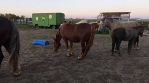 ЖЕРЕБЕЦ ТЯЖЕЛОВОЗ ГРОМ/КОНЕФЕРМА @ Ivan Гнедой Мустанг