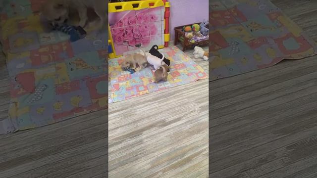 У наших чихуахуа новые игрушки