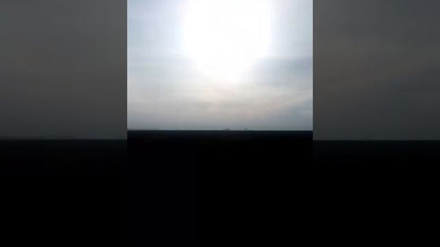 Одомашненный каракал на вольной прогулке смотреть онлайн