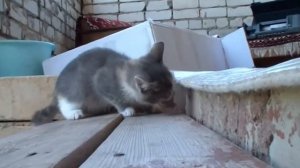 Кошка ест рыбу (The cat eats the fish)