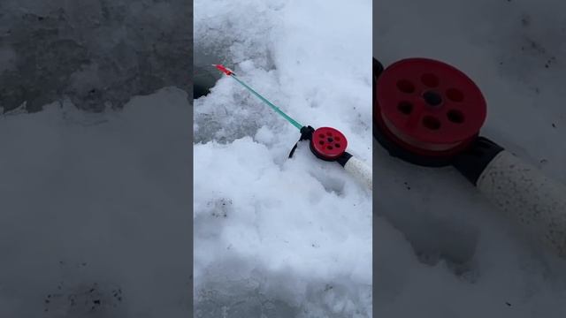 Густера попалась смотреть онлайн