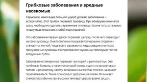 Болезни лука и чеснока и меры борьбы с ними