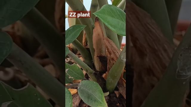 zamioculcas zamiifolia#zzplant #tamil #gardeningtips #indore plants#garden #green #airpurefier смотреть онлайн