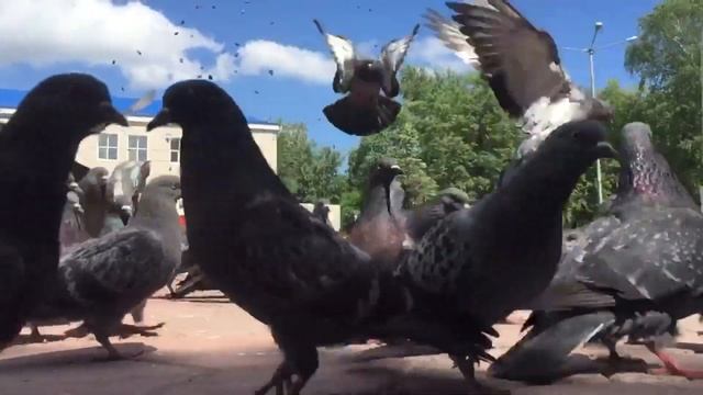 Как Супер Лева и Папа Голубей кормили смотреть онлайн