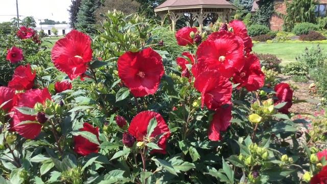 Rose Mallow SUMMERIFIC® Cranberry Crush Hibiscus | Www.gardencrossings.com