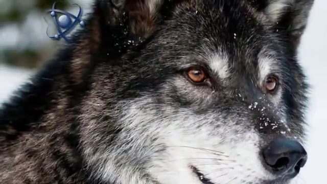 Почему волки не выступают в цирке? смотреть онлайн