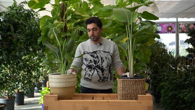 Starliçe (Turna Gagası) Bakımı смотреть онлайн