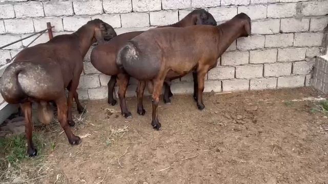 Гиссарские кочкары 3-4года,вместе за 5000$,город Сарыагаш,+77013130660 смотреть онлайн