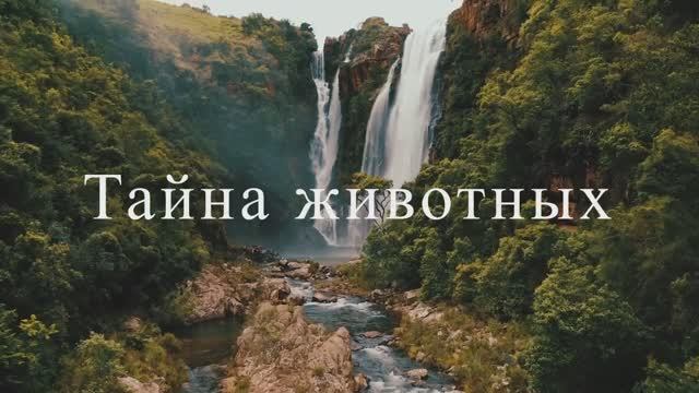 Тайна животных смотреть онлайн