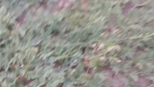 Докопала картошку. Сладкие помидорки.Арбузы никак не созреют